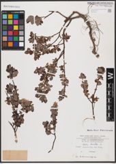 Foto von Salix aurita L.